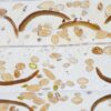 nougat_ecroce_orange_confite_apt_miel_lavande_igp_amande_provence - Meilleur nougat de qualité - prix nougat au kilo